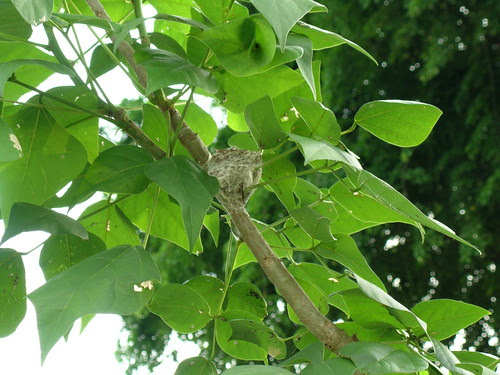 Common Iora nest