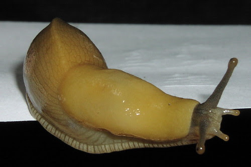 Slug on a piece of paper