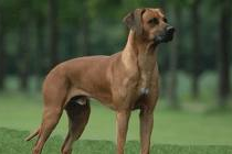 Rhodesian Ridgeback