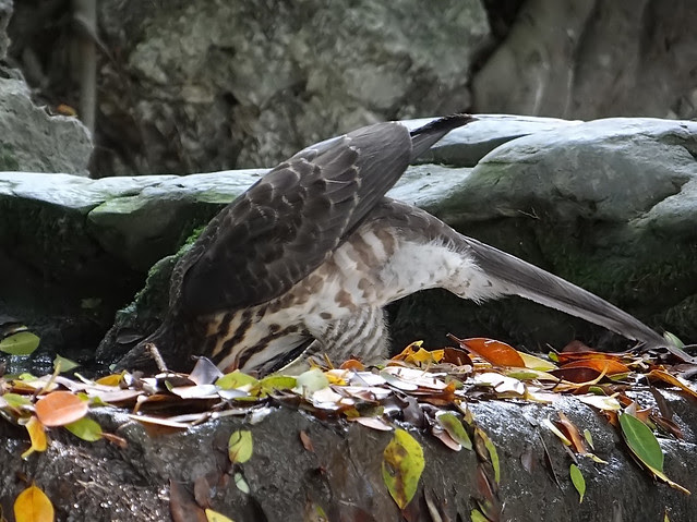 鳳頭蒼鷹/無限台南