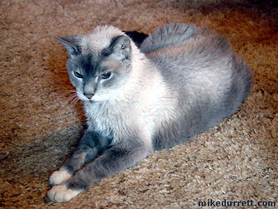 One fine cat, the nutty Professor Kelp.
