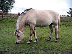 Horse hjerl hede 2004 ubt.jpeg