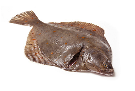 Flatfish Fish - Fishing Boats Blog