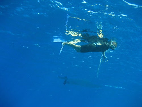 Ginger drift snorkel