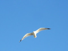 High Flying Bird