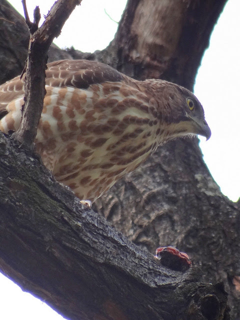 鳳頭蒼鷹/無限台南