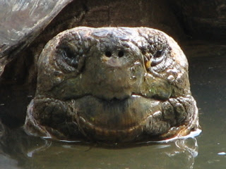 Galapagosi1 Galapagosi1