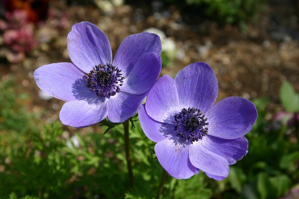 すべての美しい花の画像 最高紫 アネモネ 花 言葉