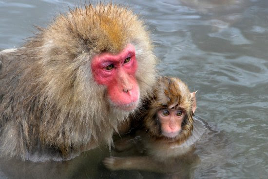 Photos of Jigokudani Snow Monkey Park, Yamanouchi-machi