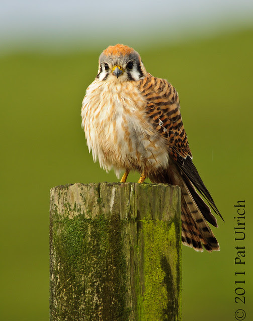 Kestrel in Point Reyes with tail showing - Pat Ulrich Wildlife Photography