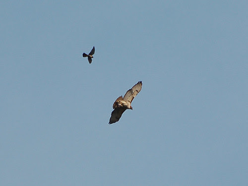 Red-Tail and Kestrel