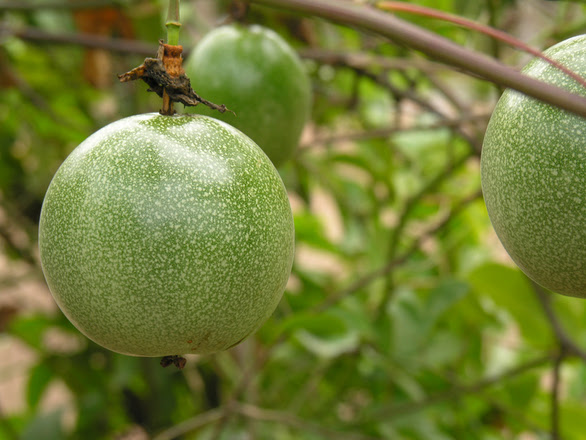 Marakuja - owoce tropikalne