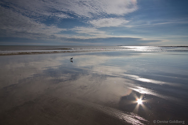 sea gull walking, reflections, sun star