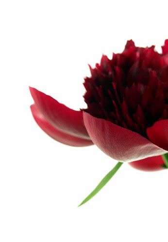 Charmed by Red Charm