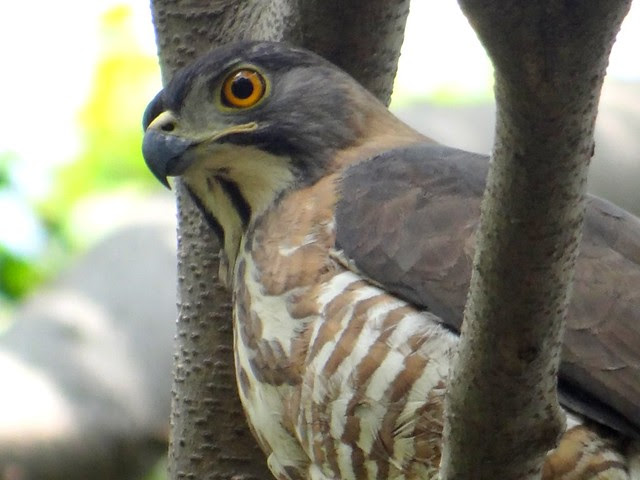 鳳頭蒼鷹/無限台南