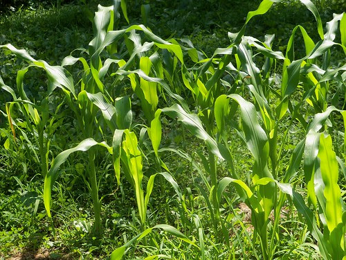 corn field