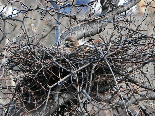 Martha in Her Nest