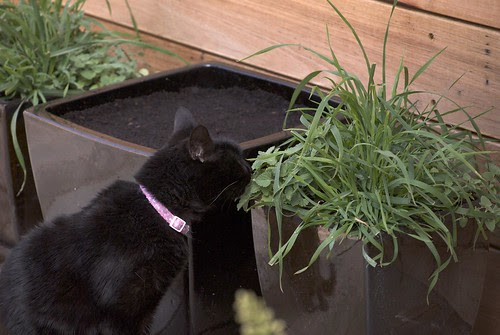 Parsley Pot 03