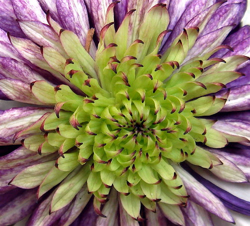 A flower from outer space