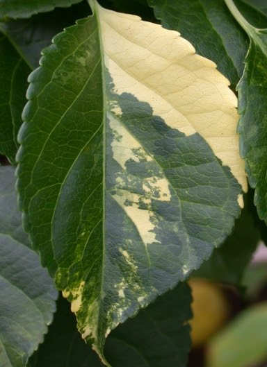 close-up of variegated Celastrus leaf