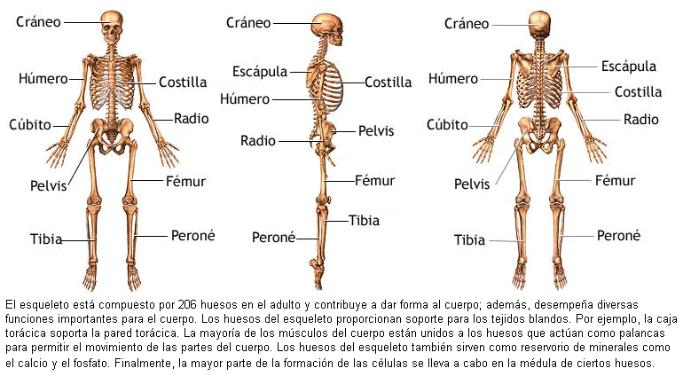 Ossos, músculs, articulacions