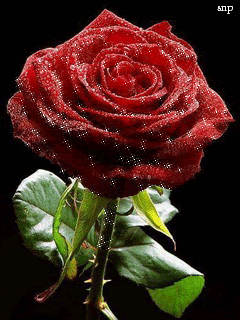 Бордовая роза!