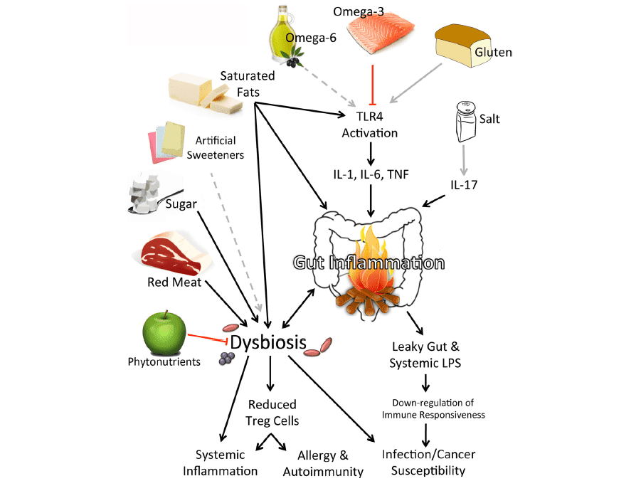 diet immunity Eating when youre sick: Should you feed a cold? Or starve a fever?