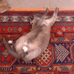 mojo sleeps Mar 07