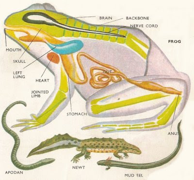Dandridge blog: frog anatomy