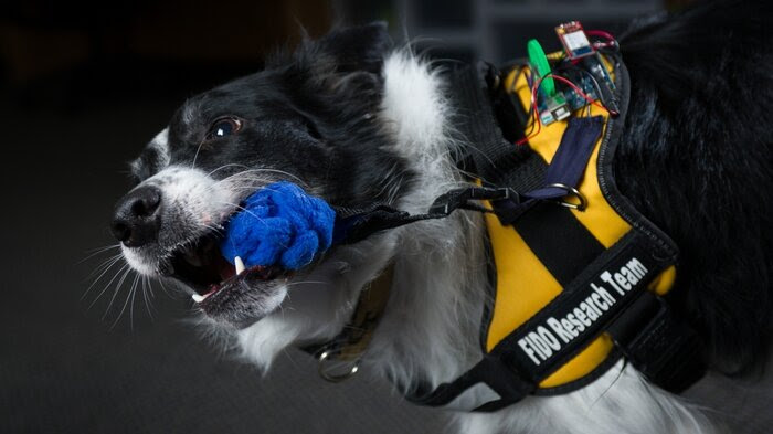 A dog named Sky activates the tug sensor on the FIDO vest. The vest is a piece of wearable technology designed to allow working dogs to perform more tasks and communicate more information.