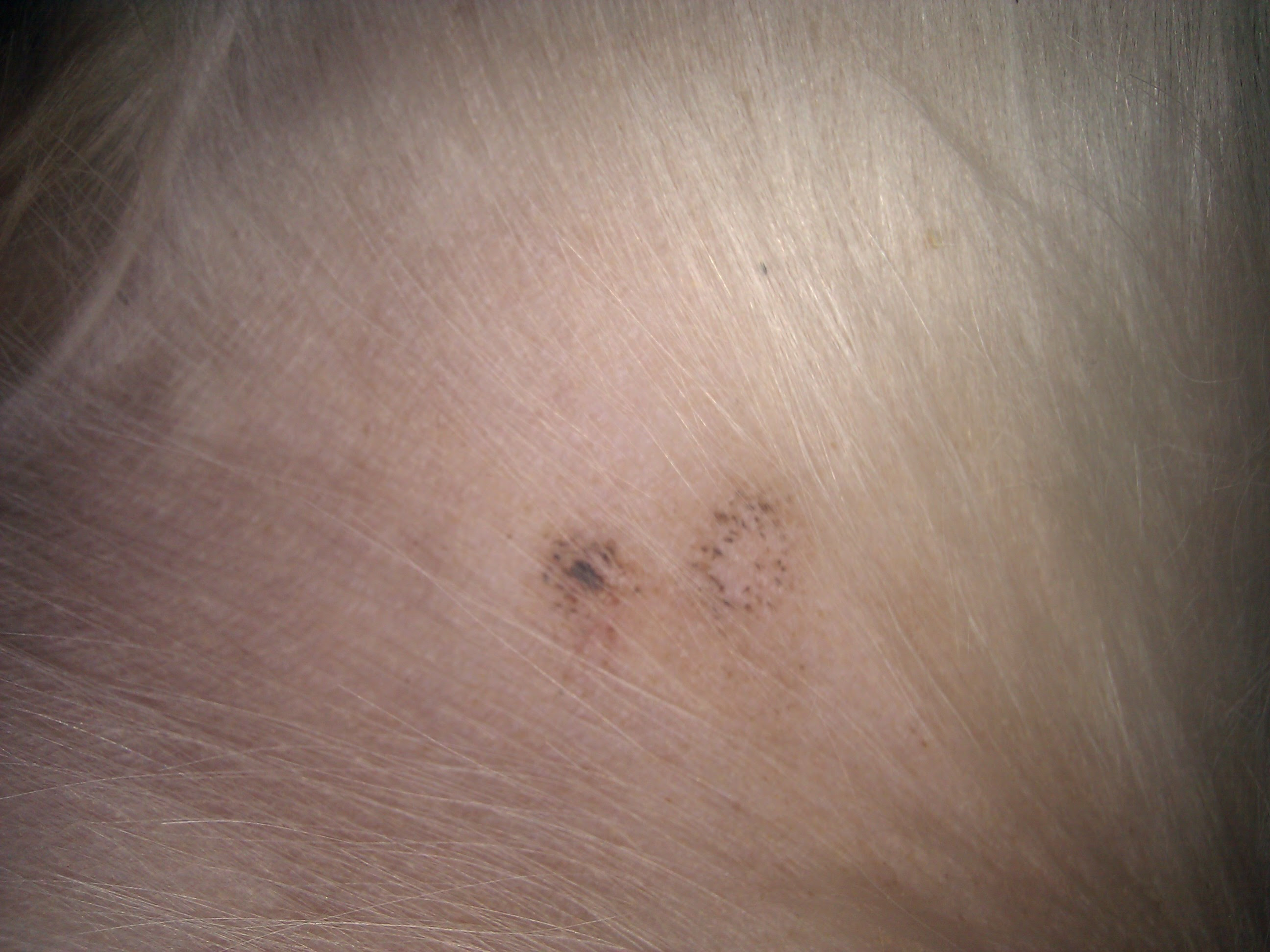Black Spots On Dog Skin Itchy Images For Life