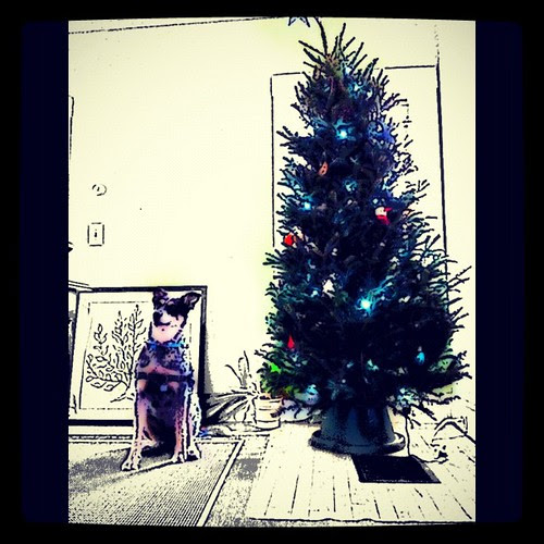 Oh Christmas tree  Oh Norwood 