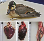 Thumbnail of Baikal teal captured at Donglim Reservoir, showing A) neurologic signs of torticollis, ataxia, and limb paresis; B) hemorrhage and necrosis in heart muscle; C) edema and congestion of lung; and D) necrosis of pancreas.