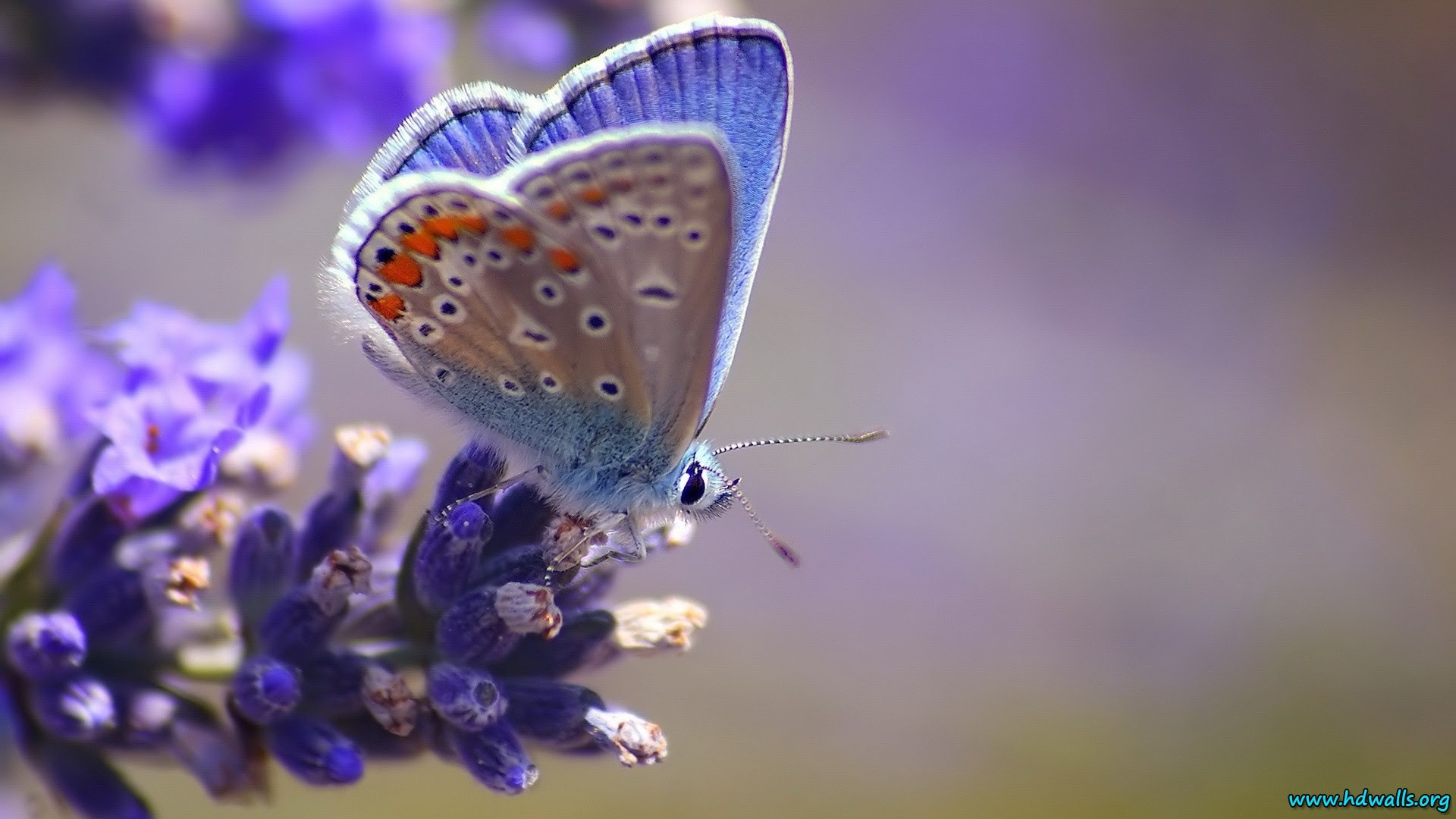 Blue Butterfly HD Wallpaper (70+ images)