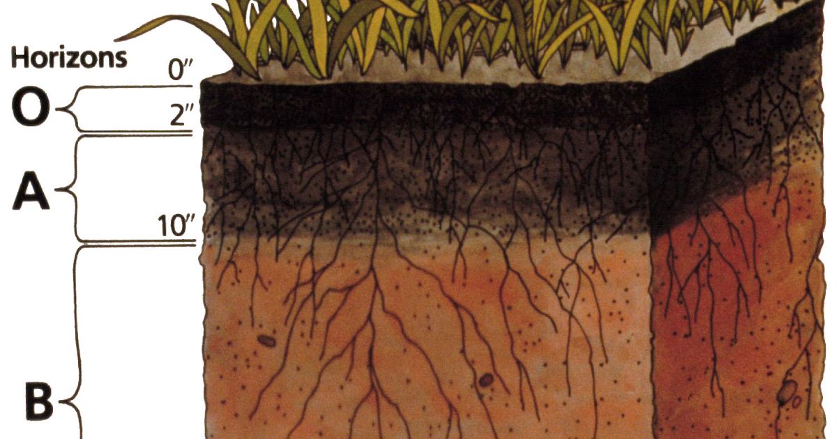 Почвы малоплодородны и сильно заболочены короткие. Верхний плодородный слой земли гумус. Гумус 1,6. Опад гумус. Плодородие гумус.