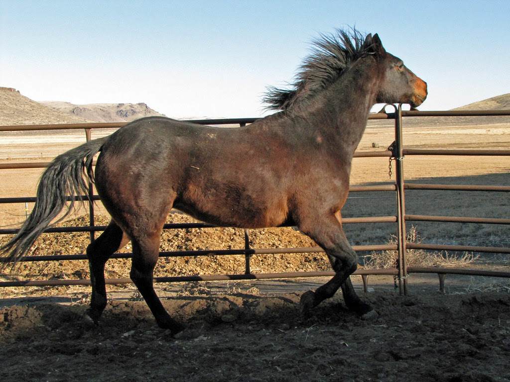 Wind in the Mane