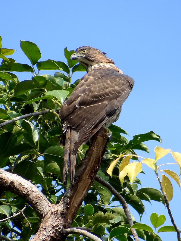 鳳頭蒼鷹/無限台南