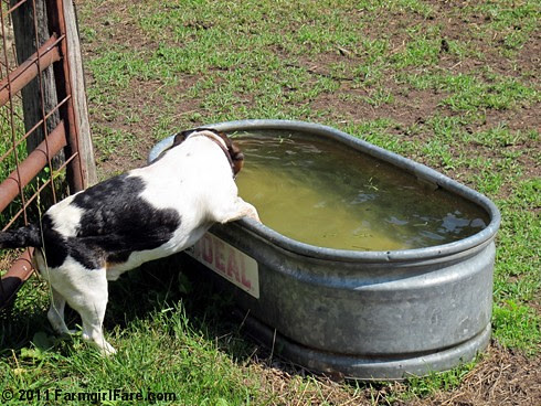 Beagle Bert and the water tank 2 - FarmgirlFare.com