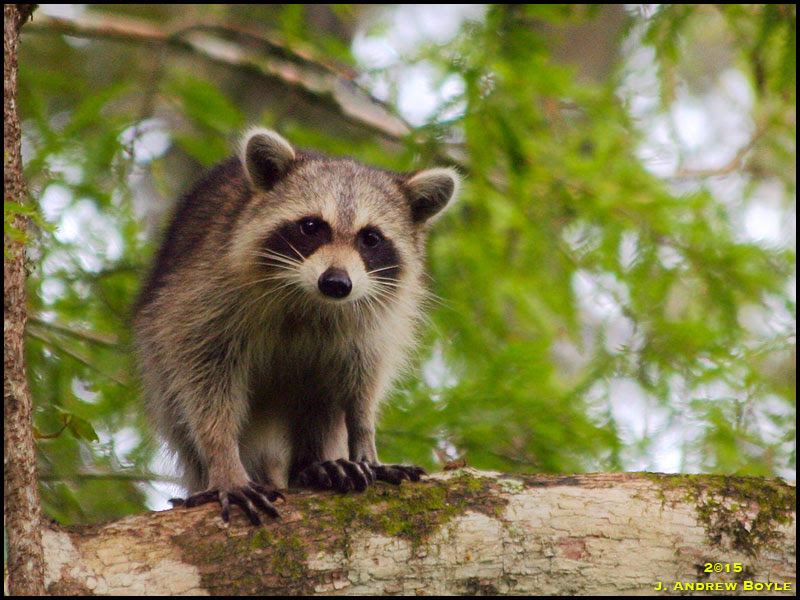 Raccoon Raccoon