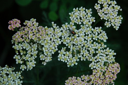 Achillea and Fly