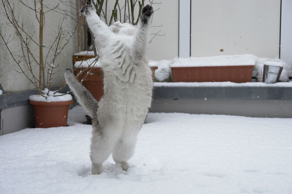 http://upload.wikimedia.org/wikipedia/commons/thumb/d/d7/Cat_dancing_in_the_snow-Tscherno.jpg/1024px-Cat_dancing_in_the_snow-Tscherno.jpg