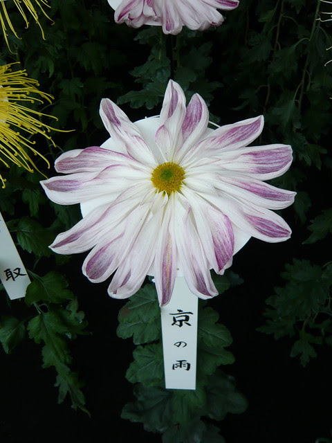 Pretty chrysanthemum