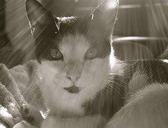 Abby soaking up the rays