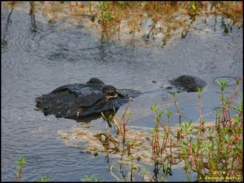 American Alligator American Alligator