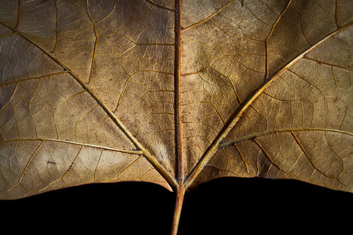 342/365 Texturas de otoño por Juan R. Velasco