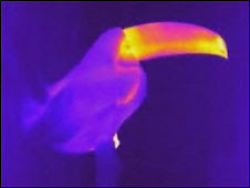 Tucán grabado con cámara infrarroja
