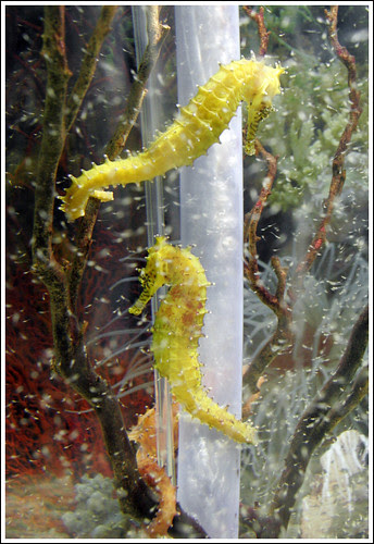 Seahorses at Phuket Aquarium