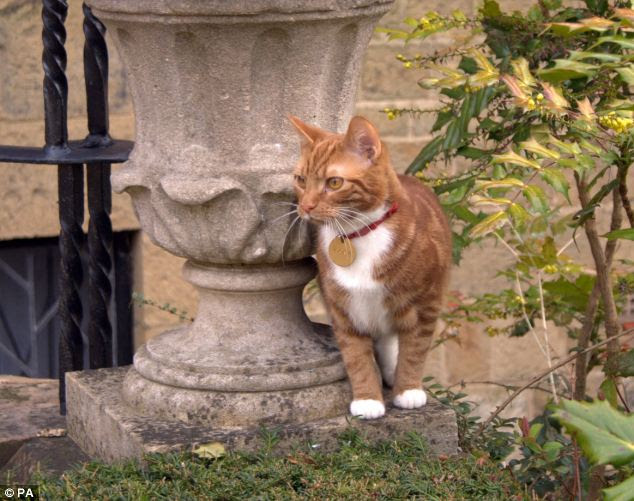 On the prowl: Jock VI investigates the gardens around Sir Winston Churchill's former country estate in Kent