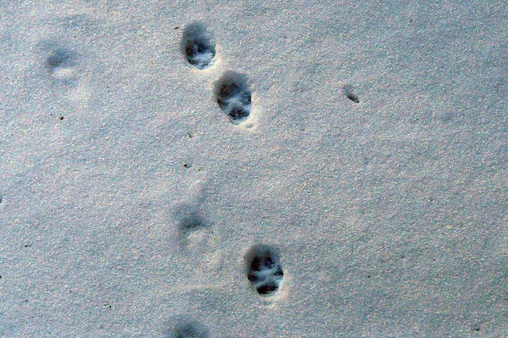 "Natural World" Through My Camera: Otter, Fox, Coyote & Other Wildlife