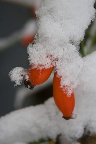 rosehips in the snow